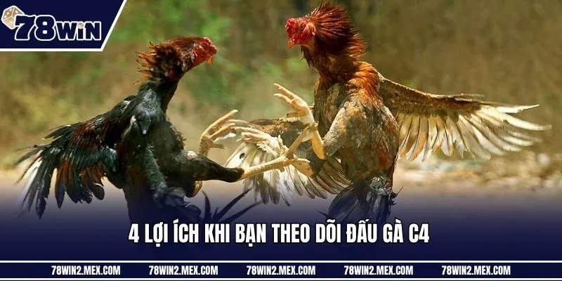 4 lợi ích khi bạn theo dõi đấu gà C4 