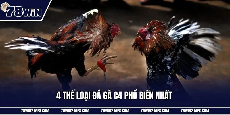 4 thể loại đá gà C4 phổ biến nhất 