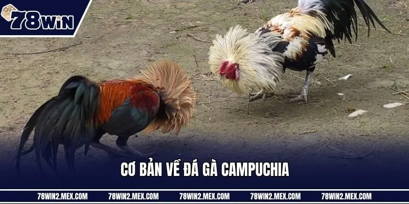 Cơ bản về đá gà Campuchia