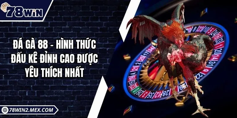 Đá gà 88 - Hình thức đấu kê đỉnh cao được yêu thích nhất