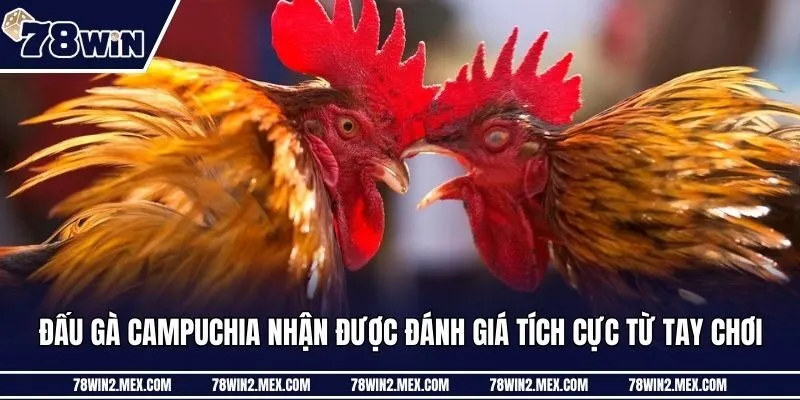 Đấu gà Campuchia nhận được đánh giá tích cực từ tay chơi