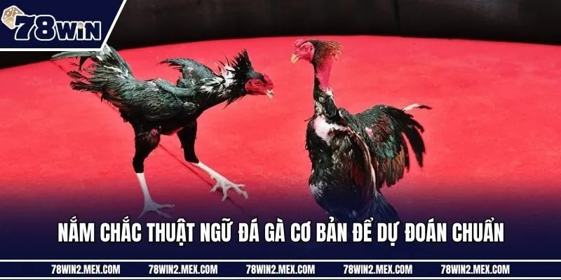 Nắm chắc thuật ngữ đá gà cơ bản để dự đoán chuẩn
