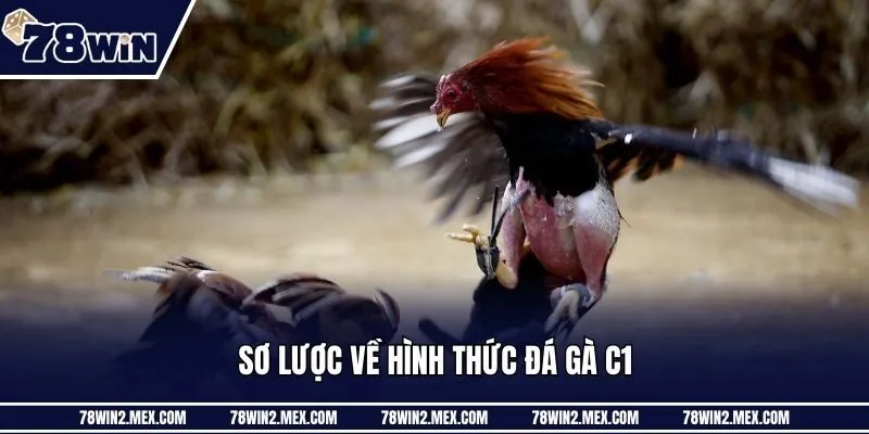 Sơ lược về hình thức đá gà C1