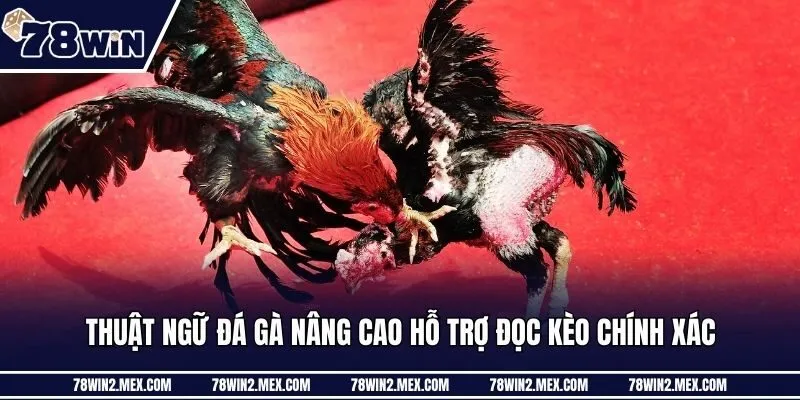 Thuật ngữ đá gà nâng cao hỗ trợ đọc kèo chính xác