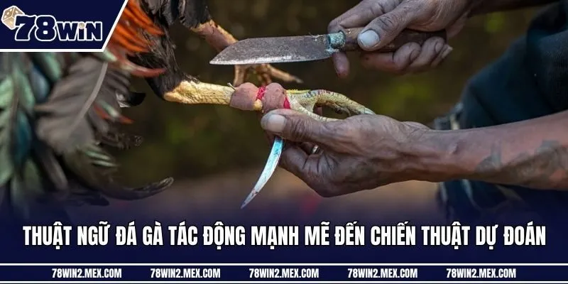 Thuật ngữ đá gà tác động mạnh mẽ đến chiến thuật dự đoán