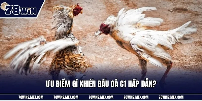 Ưu điểm gì khiến đấu gà C1 hấp dẫn?